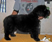 Превью фото № 162791