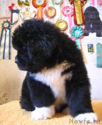 Превью фото № 162794