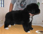 Превью фото № 162797