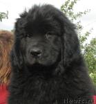 Превью фото № 16291