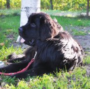 Превью фото № 163070