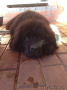 Превью фото № 163075