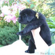 Превью фото № 163080