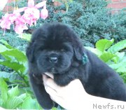 Превью фото № 163084