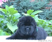 Превью фото № 163085