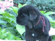 Превью фото № 163088