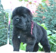 Превью фото № 163089