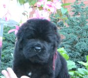 Превью фото № 163090