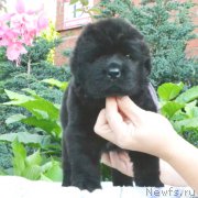 Превью фото № 163092