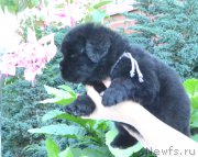 Превью фото № 163093