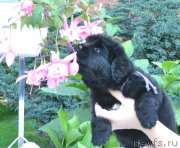 Превью фото № 163098