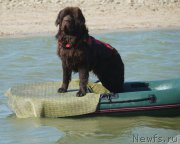 Превью фото № 163101