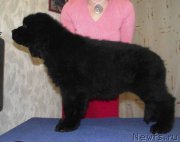 Превью фото № 163107