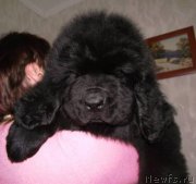 Превью фото № 163109