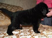 Превью фото № 163111