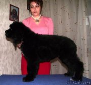 Превью фото № 163115