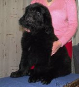 Превью фото № 163119