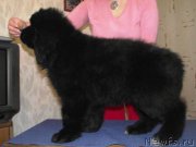 Превью фото № 163125