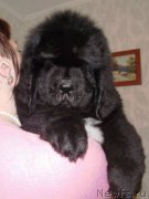 Превью фото № 163127