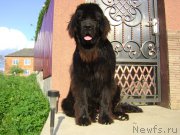 Превью фото № 163161