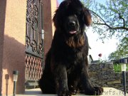 Превью фото № 163163