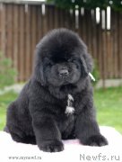 Превью фото № 163197