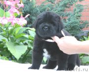 Превью фото № 163238