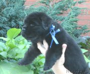 Превью фото № 163255