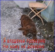 Превью фото № 163289