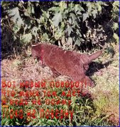 Превью фото № 163290