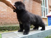 Превью фото № 163306