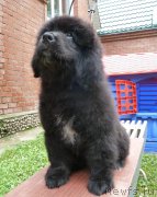 Превью фото № 163307