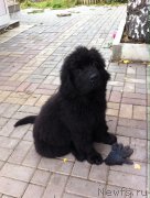 Превью фото № 163310