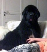 Превью фото № 163368