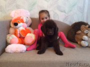 Превью фото № 163387