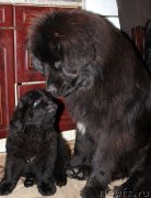 Превью фото № 163457