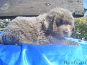 Превью фото № 163481