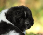 Превью фото № 163502