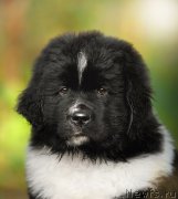 Превью фото № 163503