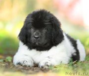 Превью фото № 163513