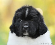 Превью фото № 163525