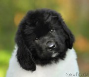 Превью фото № 163539