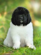 Превью фото № 163540