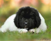 Превью фото № 163541