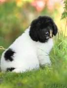 Превью фото № 163543