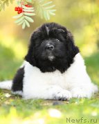 Превью фото № 163567