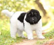 Превью фото № 163568