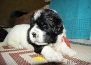 Превью фото № 163584