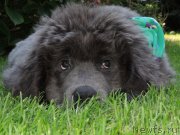 Превью фото № 163597