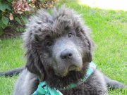 Превью фото № 163599